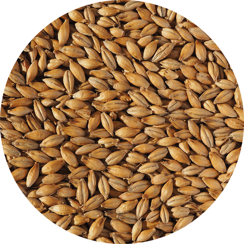 CRISP – BEST ALE MALT