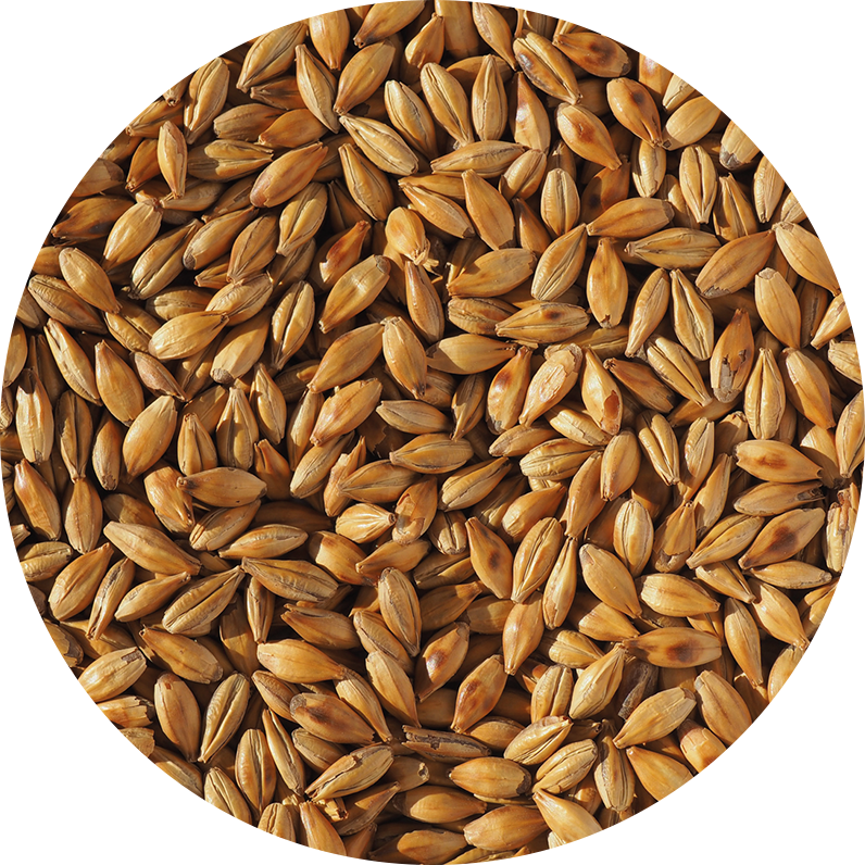 CRISP – CARA MALT
