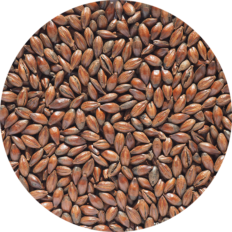 CRISP – Chocolate Malt (Coffee Malt)