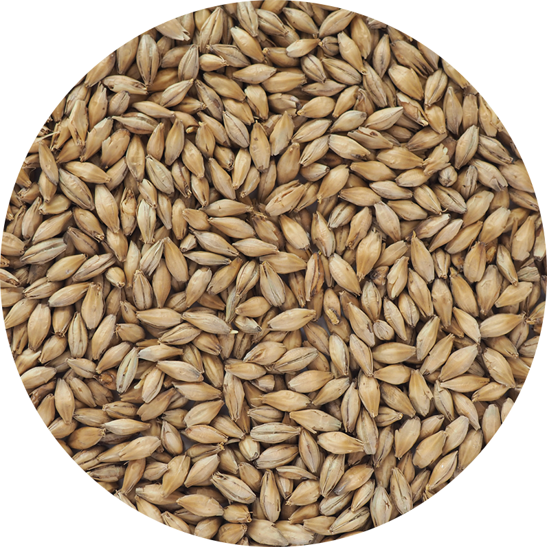 CRISP – GERMAN PILSNER MALT - Image 2