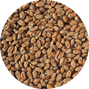 CRISP – Torrefied Wheat – paahdettu vehnämallas