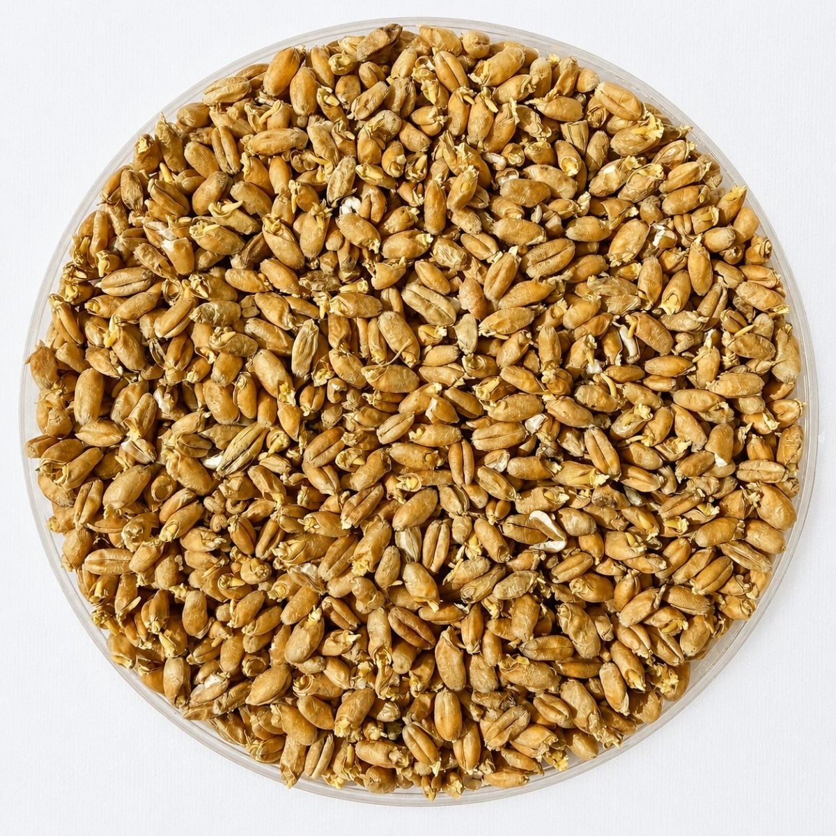 Pehkolan Taalainmaan Vehnämallas – Dalarna Wheat Malt – EBC 3–5